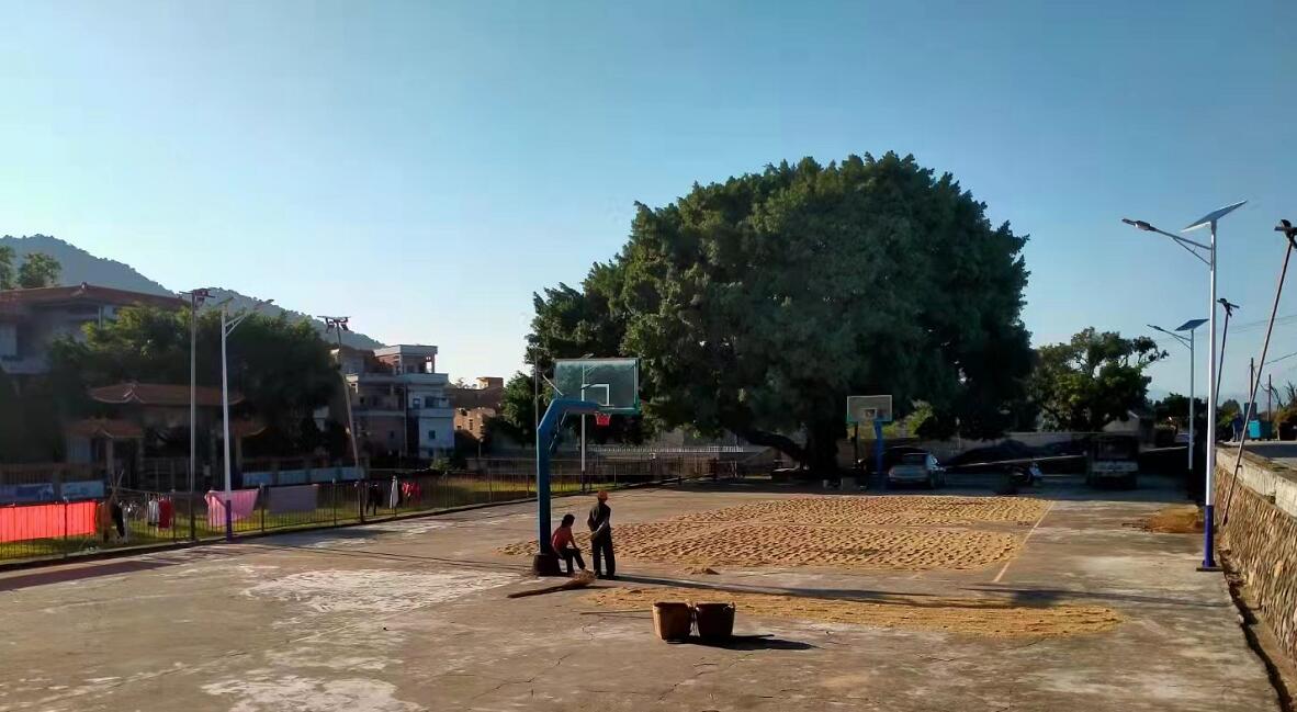 納米線技術能將太陽能電池效率翻倍